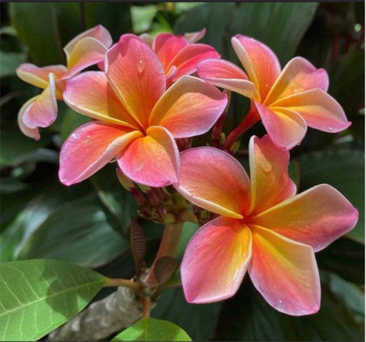 Large Rooted Plumeria Cutting 20" Kona Sunset with 2 Big Tips - Plumeria rubra