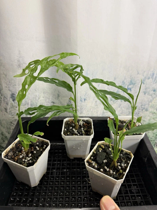 Monstera Obliqua 'Peru' - Small Live Plant, Rare Houseplant, Tropical Foliage, Indoor Plant, Easy Care, Exotic Greenery