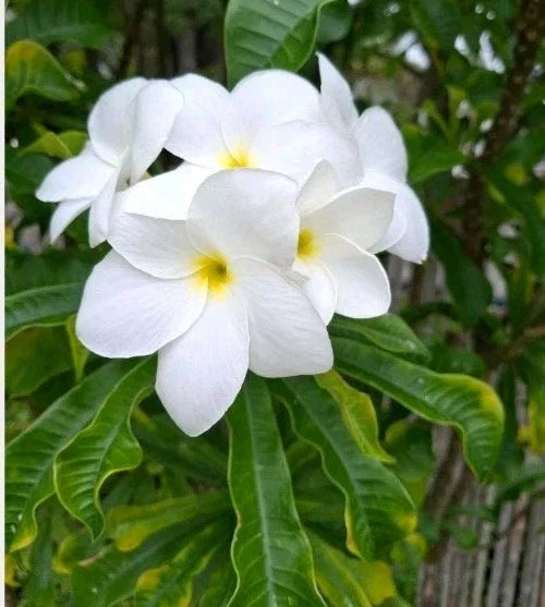 Plumeria Cutting 10" Snow Bridal Bouquet Arrow Frangipani (Plumeria Pudica) - Tropical Flowering Plant