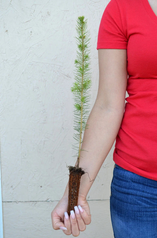 White Spruce Tree 11-19 inches - Picea glauca - Live Evergreen Plant for Landscaping and Gardening