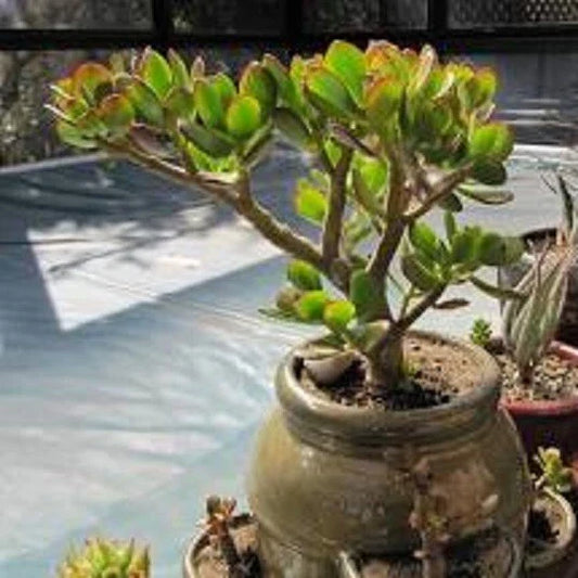 Live Succulent Plant - Crassula Ovata Croby’s Compact Jade - 1 Bonus Plant Included