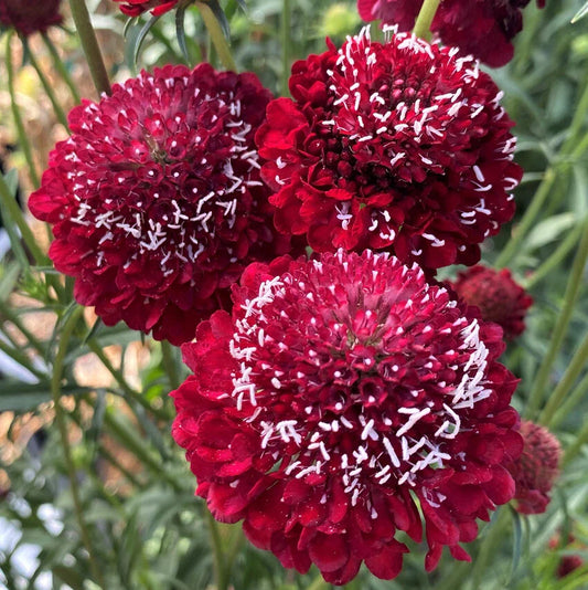 Scabiosa Seeds 40 Count Raspberry Red Pincushion Flower, Scabiosa atropurpurea, for 2025 Gardening