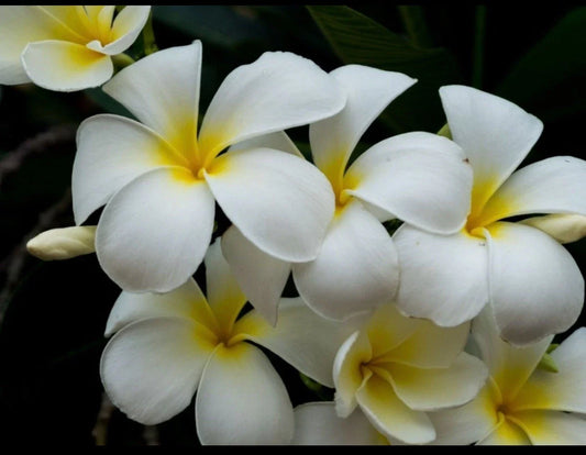 Plumeria Cutting - Triple Branched - Yellow Variety - Live Plant Cutting - Ideal for Gardens and Landscaping