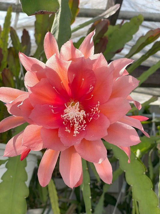 Epiphyllum 'Southern Charm' Fully-Rooted Starter Pot | Succulent Plant | Tropical Cactus | Houseplant for Indoor Gardening