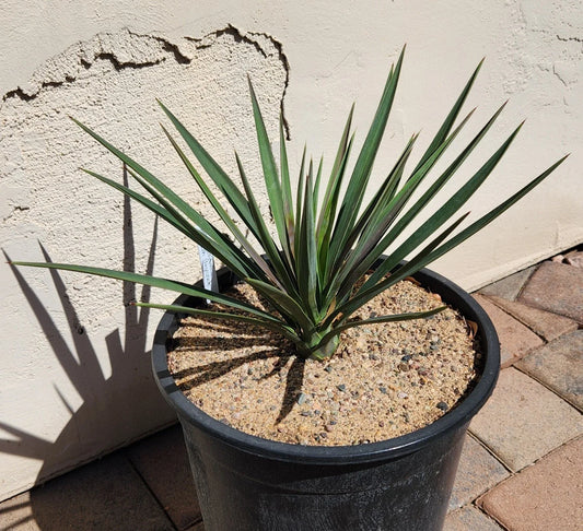 Yucca Plant - Live Rooted Spanish Bayonet - Yucca Aloifolia - Ideal for Houston, Texas Gardens