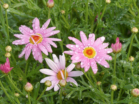 Pink Marguerite Daisy Seeds - 200+ Count - Garden Planting - Leucanthemum x superbum - USA