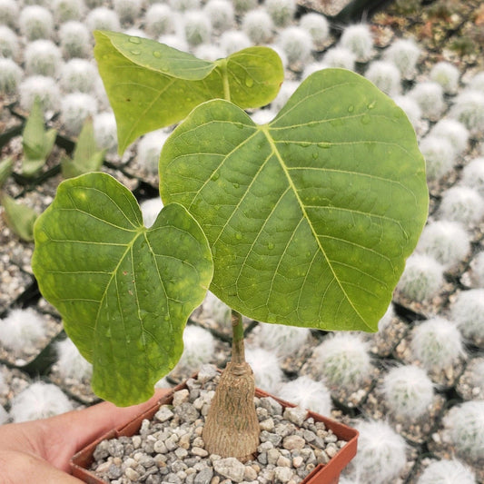 Shaving Brush Tree Plant - Pseudobombax ellipticum - Live Cacti Succulent - Unique Indoor Outdoor Decor