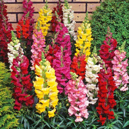 Snapdragon Flower Seeds - 15 Fresh Seeds - Antirrhinum majus - Free USA Shipping