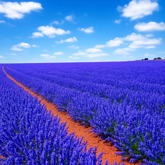 Lavender Seeds 1200 Mosquito Repellent Perennial Herb Lavandula angustifolia - Free Shipping