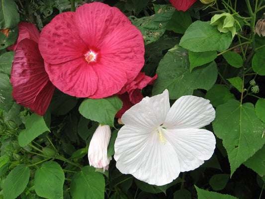 Rose Mallow Seeds - 270 Seeds - Heavy Bloomer - Hibiscus moscheutos - GroCo USA