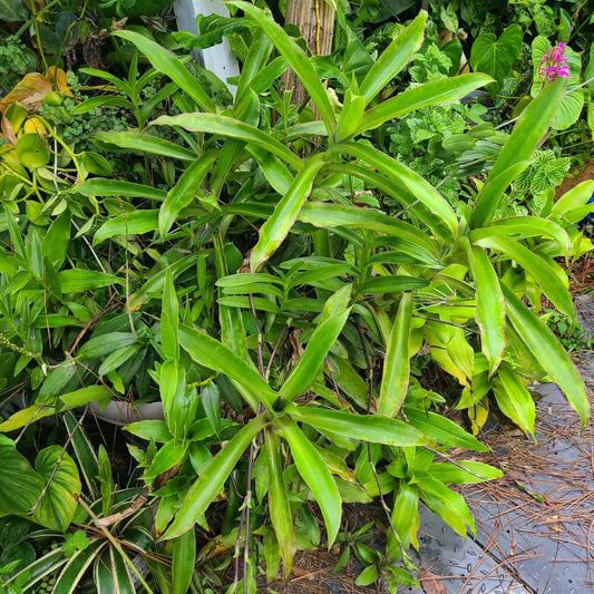 Callisia Fragrans Basket Plant - Two Large Rooted Chain Plants - Inch Plant - Trailing Houseplant for Indoor Decor