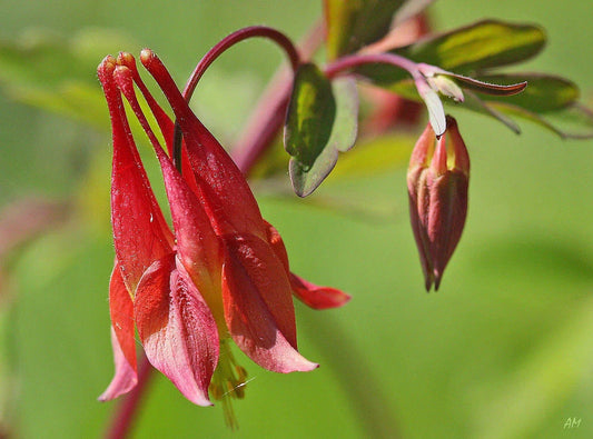 Columbine Seeds - 100 Wild Red Canadian Perennial Seeds - Aquilegia canadensis - Buy 15, Ships Free
