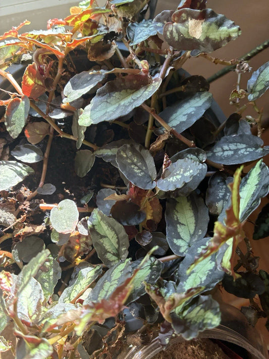 Rare Polynesian Ivy Trailing Watermelon Vine - Pellionia Repens Begonia Houseplant - Unique Indoor Plant Decor
