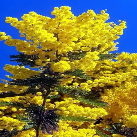 20 Sweet Acacia Tree Seeds - Fast Growing Mimosa (Acacia farnesiana) - Wattle Flower Seeds for Garden Planting