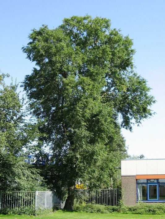 Siberian Elm Tree Seeds - Ulmus pumila - Hardy Fast-Growing Deciduous Tree Seeds for Planting