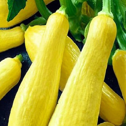 Straightneck Squash Seeds | NON-GMO Heirloom | Fresh Garden Seeds | Cucurbita pepo