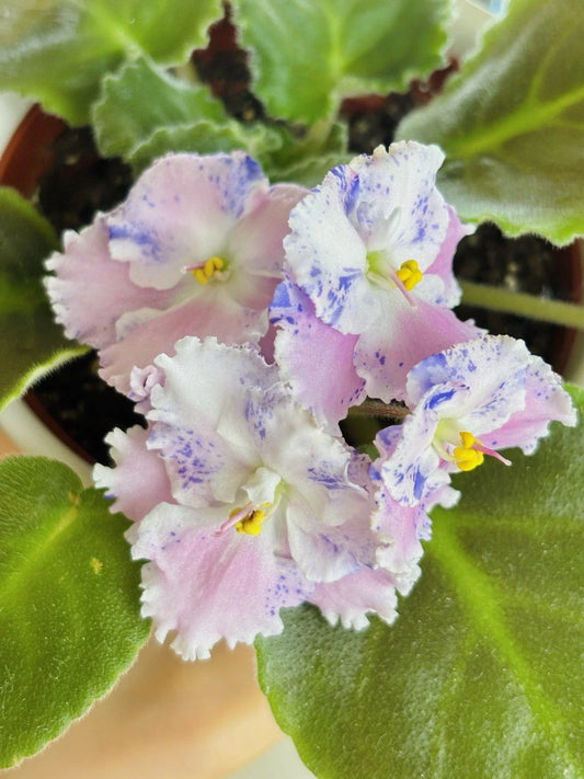 Amour Elite African Violet Starter Cutting - Unrooted Standard Plant (Saintpaulia)