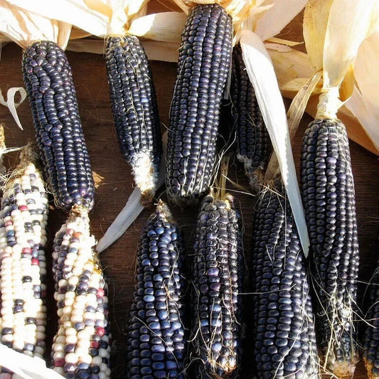 Hopi Blue Corn Seeds - Heirloom Non-GMO - Native American Variety - Zea mays indurata