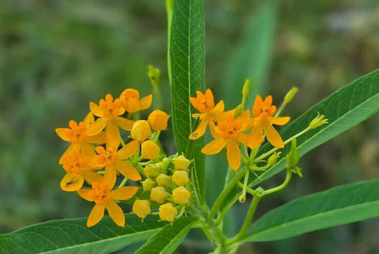 Yellow Milkweed Seeds | 15 Count | Asclepias | Florida Naturalized | Butterfly Attraction