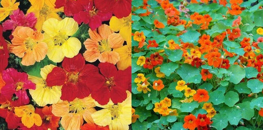Nasturtium Seeds, Tall Mixed Colors, Edible Flowers, Non-GMO, 50 Seeds, Tropaeolum majus