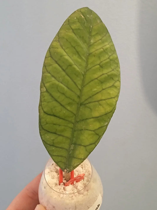 Hoya Sabah Cutting | Tropical Houseplant | Hoya carnosa 'Sabah'