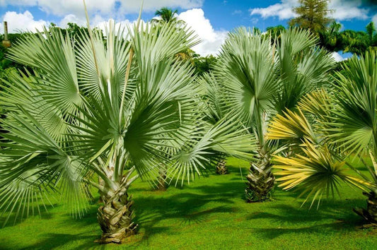 Mexican Fan Palm Tree Seeds - 20 Premium Quality Washingtonia Robusta Seeds for Planting and Landscaping