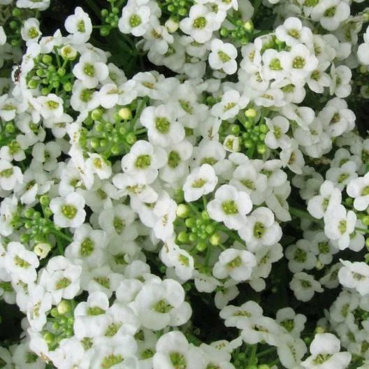Sweet Alyssum Seeds, Carpet of Snow, White Heirloom, Non-GMO, 1000 Seeds, Perennial Flower, Garden Plant