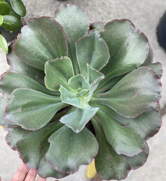 Echeveria ‘Blaze’ Succulent Plant - 5 Inch, Colorful Rosette - Ideal for Indoor/Outdoor Gardens