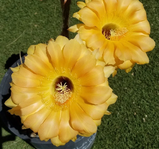 Echinopsis Hybrid Blooming Cactus | High Noon | Rooted Offset | Colorful Flowering Cactus Plant
