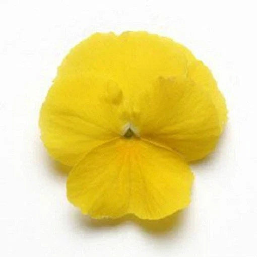 Pansy Seeds - 15 Pack Cool Wave Yellow Trailing Pansy - Violas wittrockiana