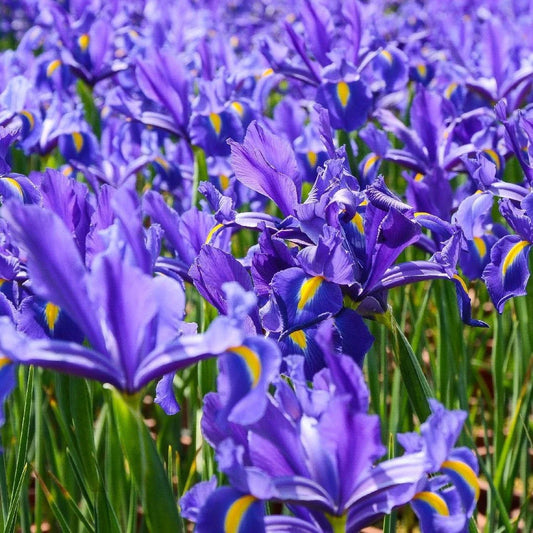 Dutch Iris Plants 3-Pack - Live, Rooted, Ready to Plant - Iris × hollandica - European Heritage Blooms