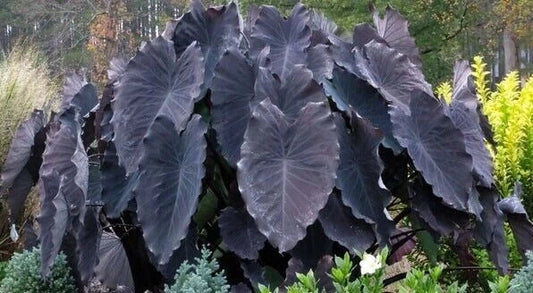 Black Ruffles Plant - Small Rooted Starter - Colocasia esculenta - Elephant Ear - Unique Foliage