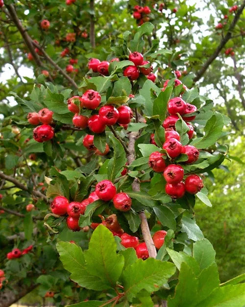 Live 6" Mayhaw Fruit Trees - Heirloom Red Seedling (Crataegus aestivalis) - Perfect for Gardens and Orchards