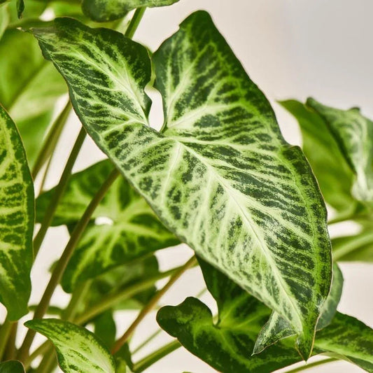 Syngonium Podophyllum Plant - White Butterfly Arrowhead Vine - Indoor Houseplant