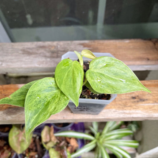 Variegated Heart Leaf Philodendron Plant #1, Hederaceum Variegated, Indoor Houseplant, Green and White Foliage