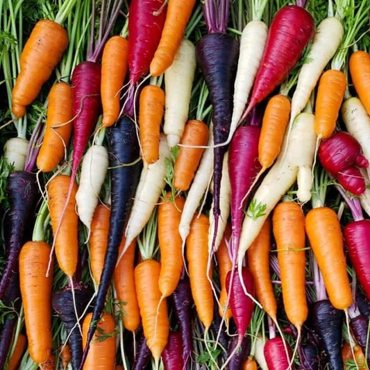 Rainbow Blend Carrot Seeds – 300 Seeds – Colorful Exotic Varieties – Daucus carota