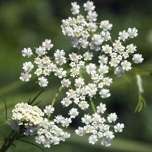 Caraway Seeds, Herb, NON-GMO, Garden Planting, Various Sizes, Carum carvi