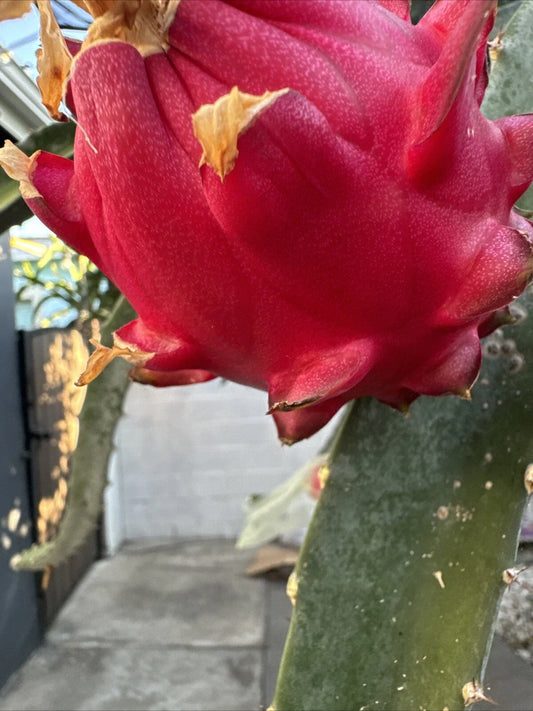 Dragon Fruit Cutting 12-18 Inches, Orajona Variety, Hylocereus undatus