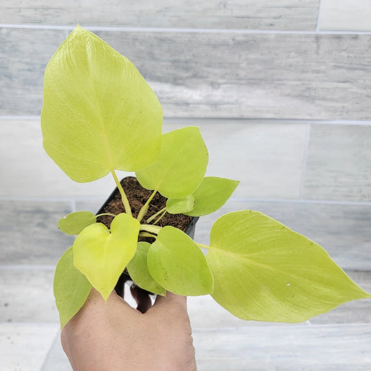 Philodendron Warscewiczii Snowflake | 3" Live Tropical Houseplant | Rare Aroid for Home Decor