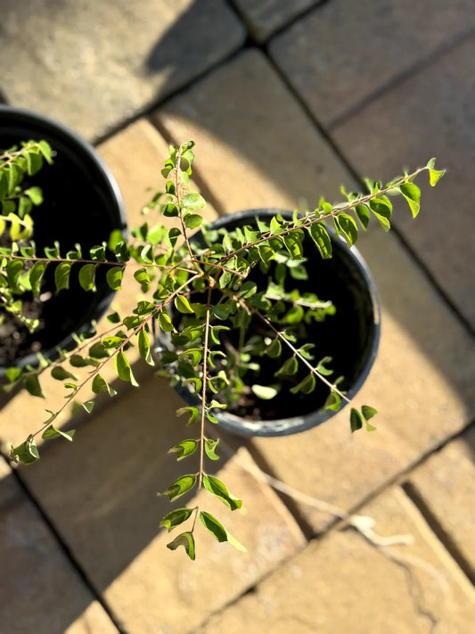 Curry Leaf Plant, Bare Root, Aromatic Leaves, Murraya koenigii, 4-6 Inches