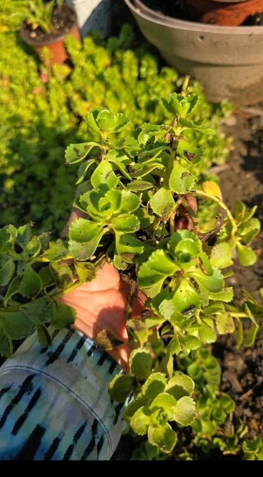 Stonecrop Sedum Plants - Dragons Blood Variety - Ground Cover Succulent - Sedum spurium