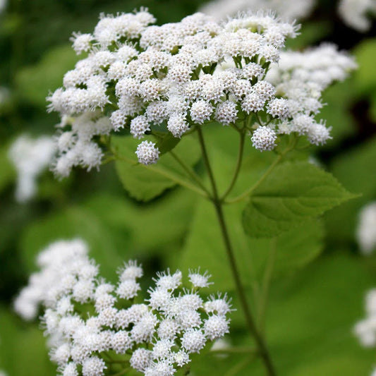 White Snakeroot Seeds - Eupatorium rugosum - Native Wildflower Seeds for Garden or Pollinator Planting