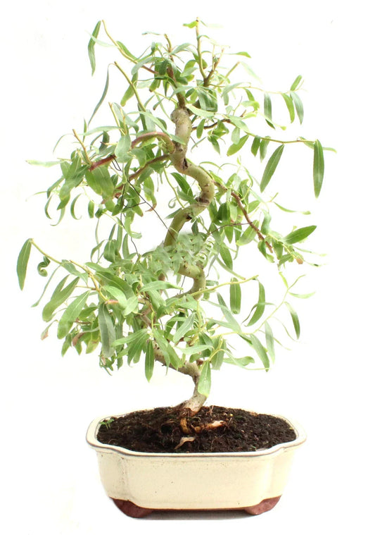 Bonsai Tree Cutting - Dwarf Japanese Curly Willow - Rare Fast Growing - Salix Matsudana 'Tortuosa'