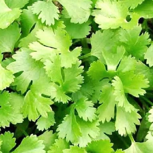 Cilantro Seeds | NON-GMO Heirloom | Fresh Garden Seeds | Coriandrum sativum