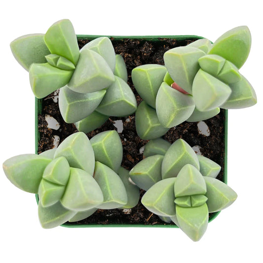 Peperomia Columella Cactus Plant | Real Live Succulent | Indoor Gardening | Easy Care Houseplant