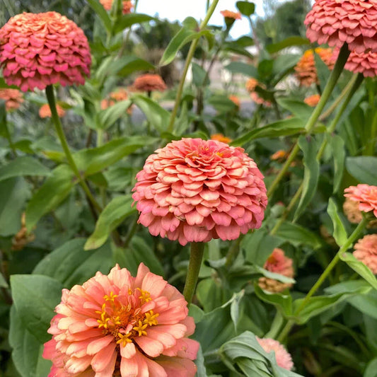 Oklahoma Salmon Zinnia Seeds - 100+ Pack for Garden Planting - Zinnia elegans - USA Grown, Free Shipping