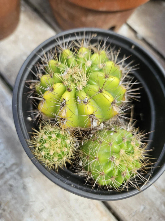 Echinopsis Cactus Cluster with Pups - Bare Root Succulent Plant - Cactus Variety