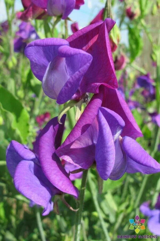 Countess Cadogan Sweet Pea 50 Seeds - Heirloom Garden Flower Seeds - Lathyrus odoratus - USA