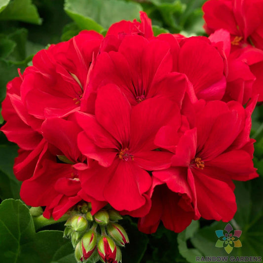 Calliope Dark Red Geranium - 25 Seeds for Garden Planting - Pelargonium x hortorum - USA