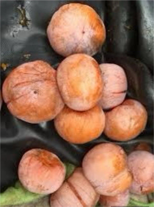 Yates American Persimmon Grafted Plant - 1 Year Old Bare Root - Diospyros virginiana